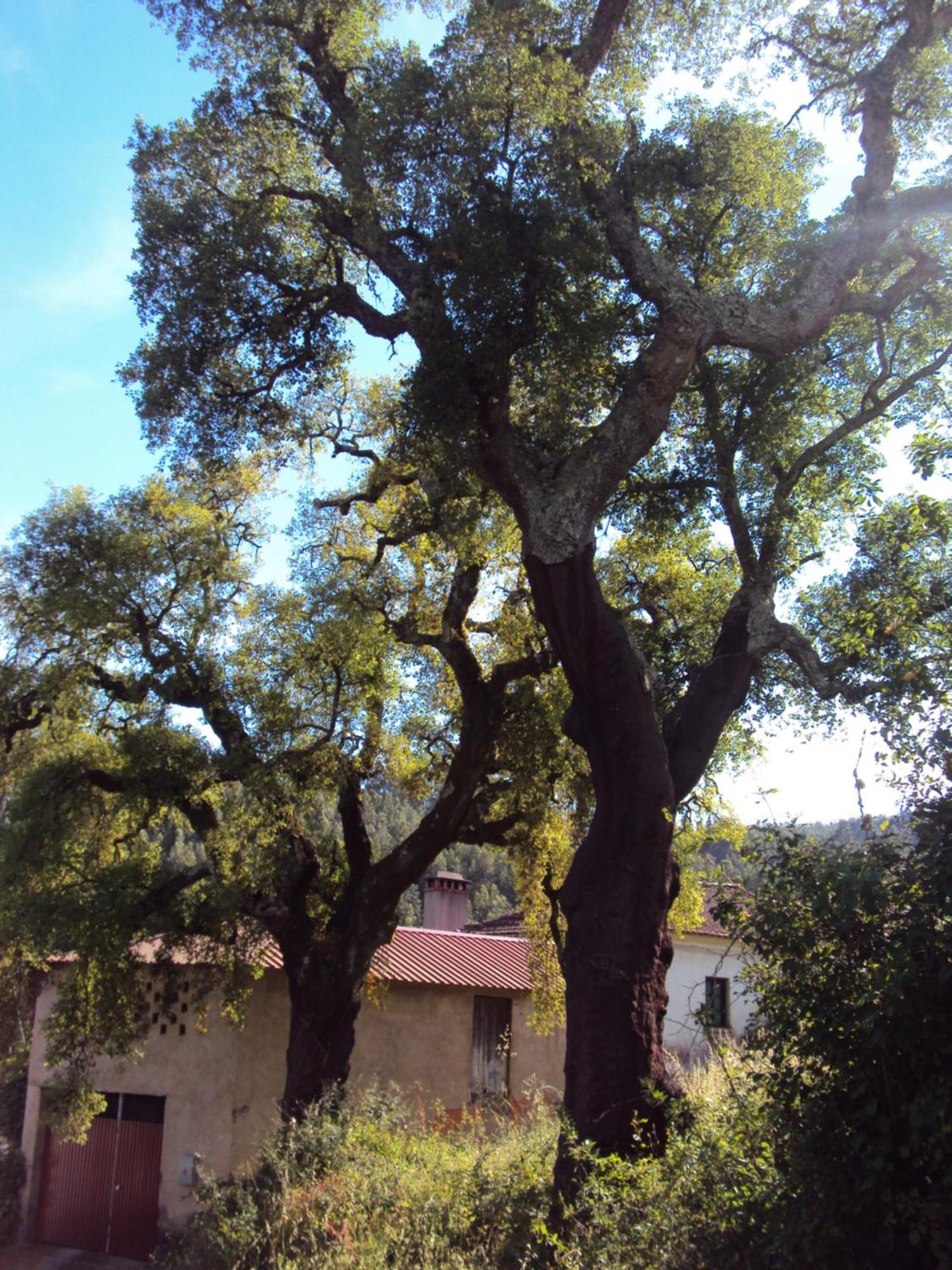 Parque Tematico Vale De Mouro Villa Buitenkant foto